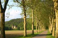 Allee mit Burg Strauweiler  Foto/Copyright: Ute Glaser