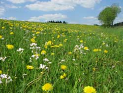 Blumenwiese, Foto/Copyright: Ute Glaser