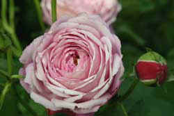 Foto/Copyright: Ute Glaser